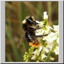 Bombus sp - Hummel 01a.jpg